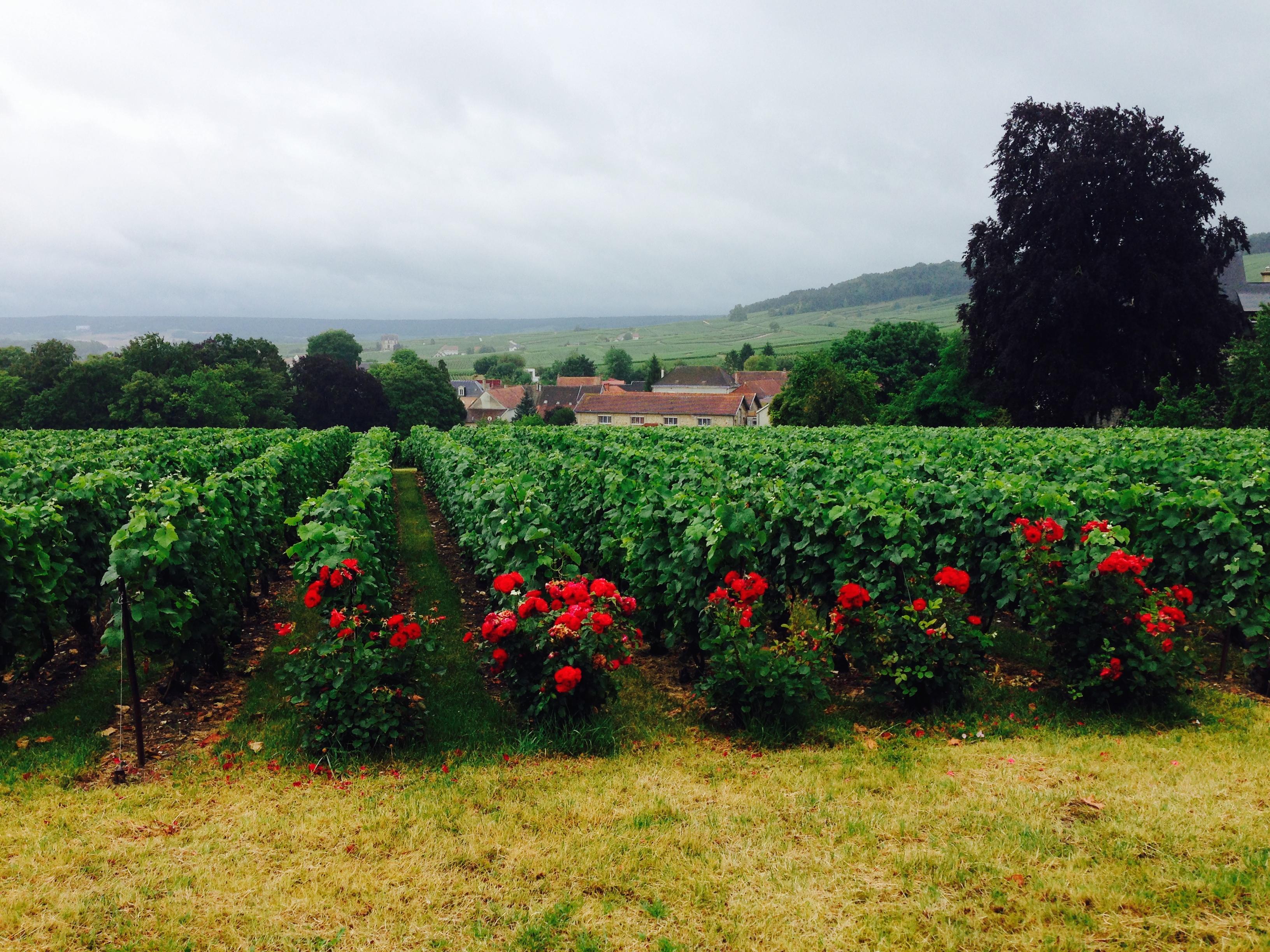 buongiornovino i territori della champagne con armando castagno - mercoledì 6 novembre 2024